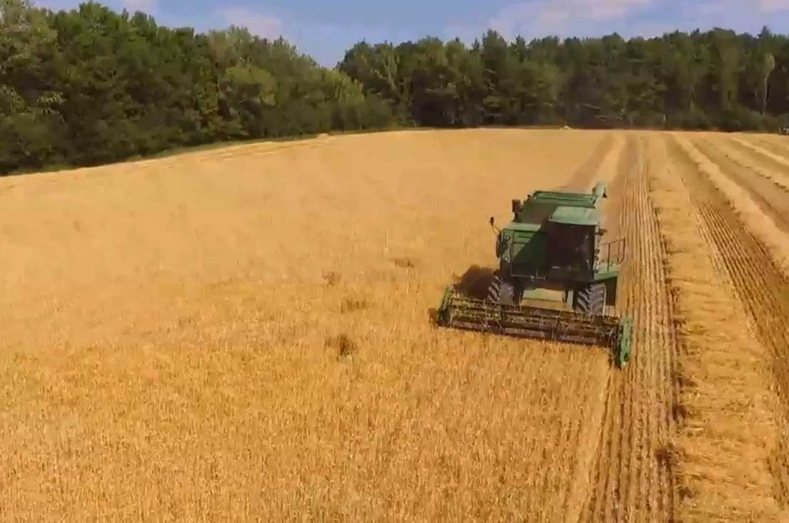 A combine harvesting grain in a field